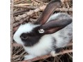 weaners-rabbits-small-0