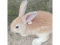 weaners-rabbits-small-4