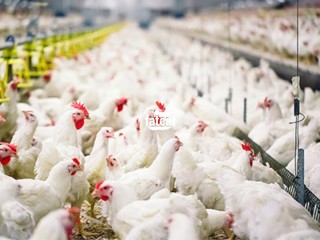 Organic Poultry Farming Training