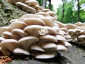 mushroom-farming-training-small-0
