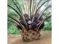 investment-opportunities-on-oil-palm-small-1