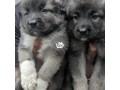 caucasian-shepherd-puppies-small-1