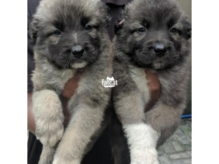 Caucasian shepherd puppies
