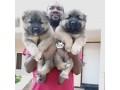 caucasian-shepherd-puppies-small-1