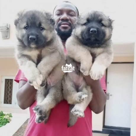 Classified Ads In Nigeria, Best Post Free Ads - caucasian-shepherd-puppies-big-0