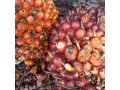 suppliers-of-ripe-palm-fruit-bunches-needed-small-0