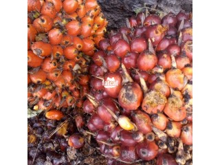 Suppliers Of Ripe Palm Fruit Bunches Needed