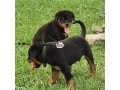 rottweiler-puppies-small-1