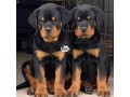 rottweiler-puppies-small-0