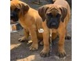 boerboel-puppies-small-0