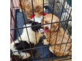 lhasa-apso-puppies-small-1
