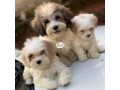 lhasa-apso-puppies-small-0