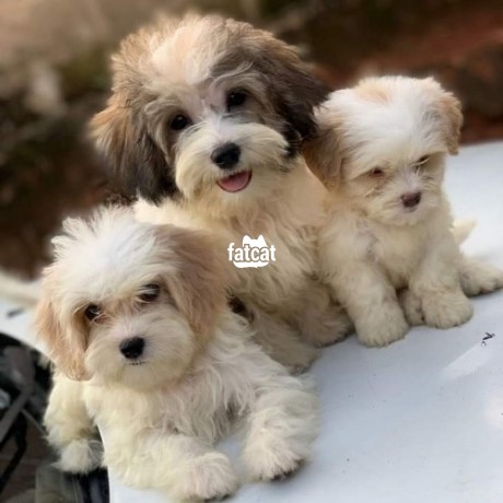 Classified Ads In Nigeria, Best Post Free Ads - lhasa-apso-puppies-big-0