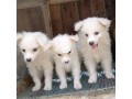 samoyed-puppies-small-0