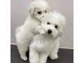 samoyed-puppies-small-1