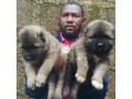 caucasian-shepherd-small-0