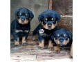 rottweiler-puppies-small-0