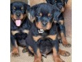 rottweiler-puppies-small-1