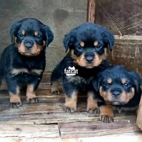 Classified Ads In Nigeria, Best Post Free Ads - rottweiler-puppies-big-0