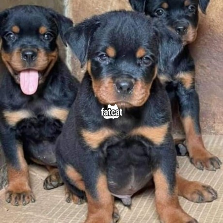 Classified Ads In Nigeria, Best Post Free Ads - rottweiler-puppies-big-1