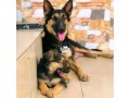 german-shepherd-puppies-small-1