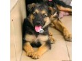 german-shepherd-puppies-small-0