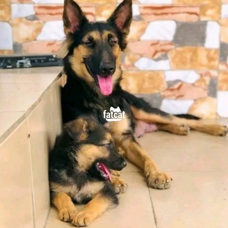 Classified Ads In Nigeria, Best Post Free Ads - german-shepherd-puppies-big-1