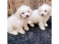 lhasa-apso-puppies-small-1