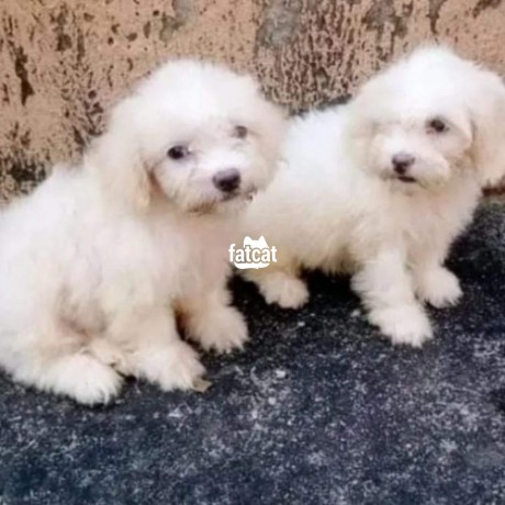 Classified Ads In Nigeria, Best Post Free Ads - lhasa-apso-puppies-big-1