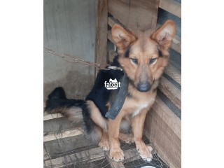 German Shepherd Dog (male) for new home.