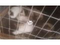 lhasa-male-for-sale-small-1