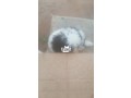 lhasa-male-for-sale-small-2