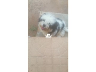 Lhasa Male For Sale