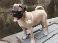 male-dog-pug-small-0