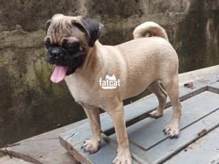 Male Dog Pug