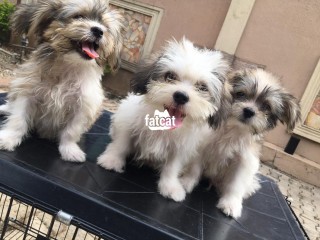 Four Months Old Lhasa's Male Puppies Desperate For New Homes