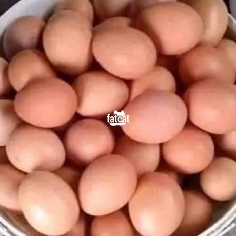 Classified Ads In Nigeria, Best Post Free Ads - fresh-eggs-big-1