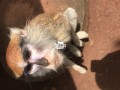 female-baby-monkey-for-sale-small-2