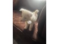 eskimo-puppy-small-0