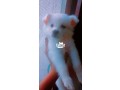 american-eskimo-pup-available-for-sale-small-0