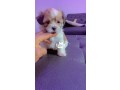 lhasa-apso-dogs-for-sale-male-and-female-small-2