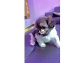 lhasa-apso-dogs-for-sale-male-and-female-small-1