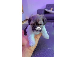 Lhasa Apso dogs for sale Male and female