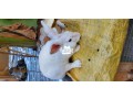 rabbit-available-for-sale-small-0