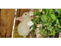 rabbit-available-for-sale-small-1