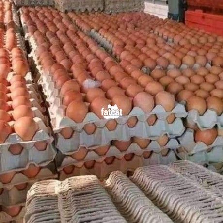 Classified Ads In Nigeria, Best Post Free Ads - eggs-big-2
