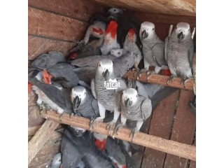 African grey for sale