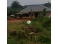 land-100-feet-by-100-feet-at-evboneka-benin-city-less-than-15-minutes-from-oluku-for-sale-small-2