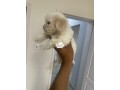 lhasa-apso-male-small-0
