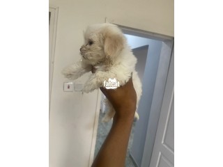 Lhasa Apso Male